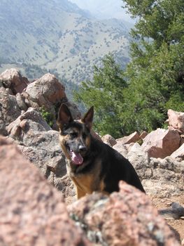 Ellie the German Shepherd on a hike