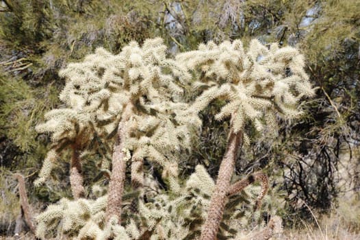 Cactus Tree