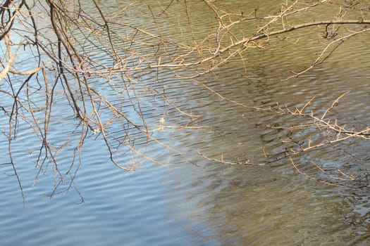 Trees over water