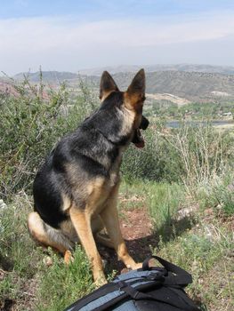 Ellie the German Shepherd on a hike