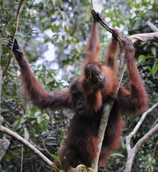 Mother Orangutan and Baby in the Wild Jungle Borneo. Pongo pygmaeus
