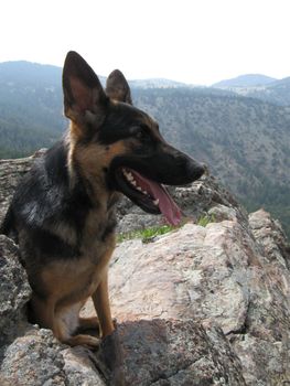 Ellie the German Shepherd on a hike