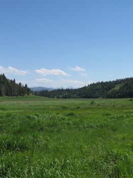 A field looking towards GLacier National Park