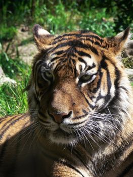 Asian Tiger resting and looking with green background