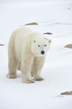 Polar bear in a native habitat. Snow. A frost. Winter.