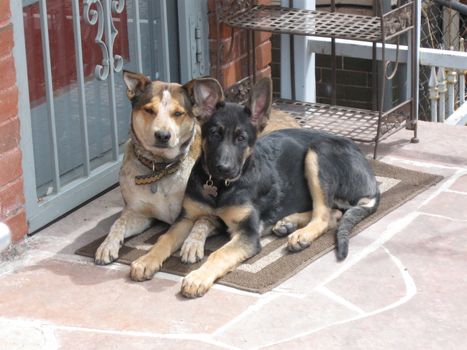 Blue Heeler and German Shepherd best friends