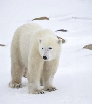 Polar bear in a native habitat. Snow. A frost. Winter.