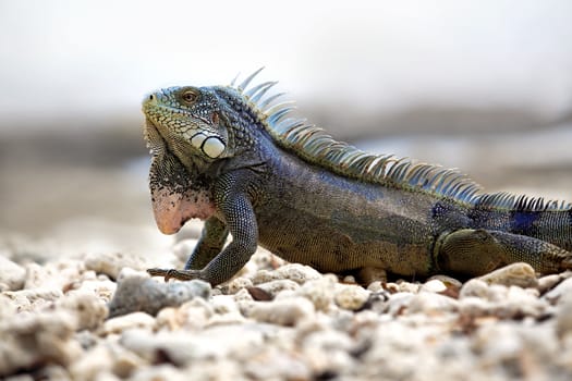 Iguana on Port Marie beach on Curacao