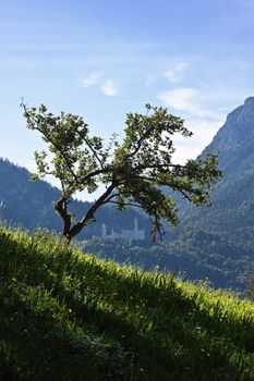 Lonely tree on mountain slope framing Neuschwanstein castle located in a distance