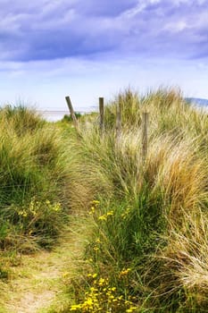 grass growing on dunes near the sea; little island is visible in background