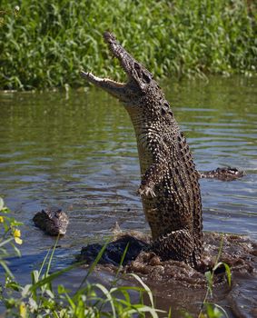 Attack crocodile. Cuban Crocodile (crocodylus rhombifer)