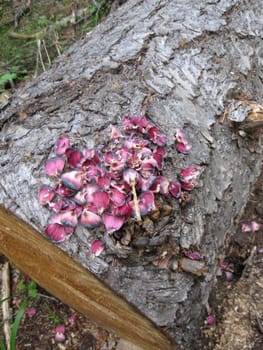 Pink Fungus on a log