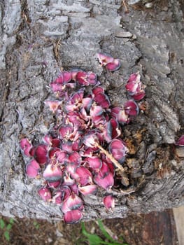 Pink Fungus on a log