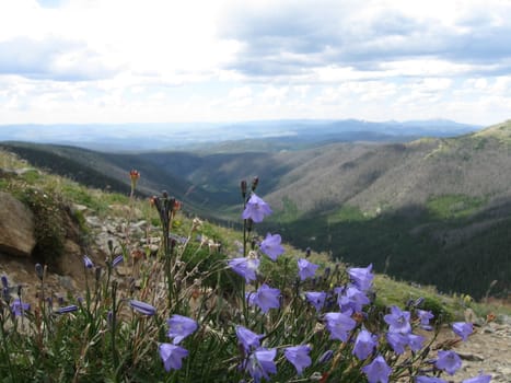 Purple wildflowers on a hike