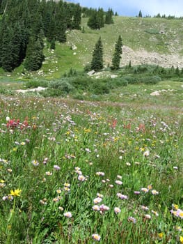 Meadow of Wildflowers about 10K feet up