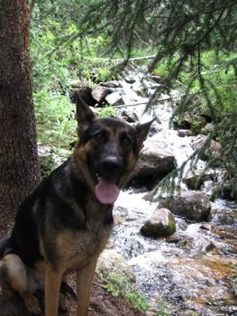 Ellie the German Shepherd on a hike.