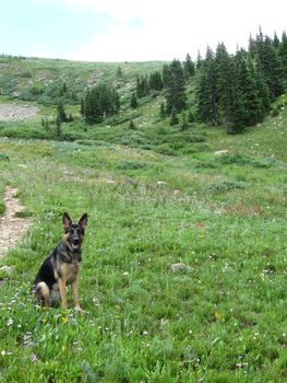 German Shepherd on Devils Thumb Hike in Colorado