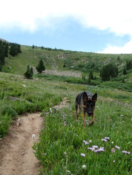 Ellie the German Shepherd on a hike.