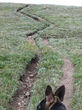 Ellie the German Shepherd on a hike.