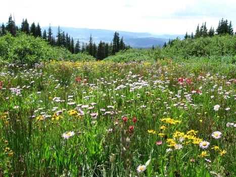 Meadow of Wildflowers