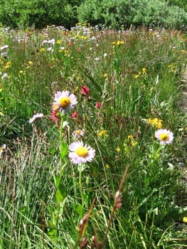 Wildflowers in Colorado