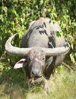 Buffalo bitten by a Komodo dragon. Water Buffalo. Rinca. Komodo National Park. Indonesia