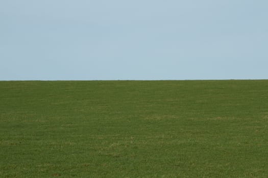 A fresh green grass field stretches to the horizon to a light blue sky.