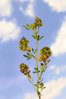 Wild alfalfa at the cloudy sky background