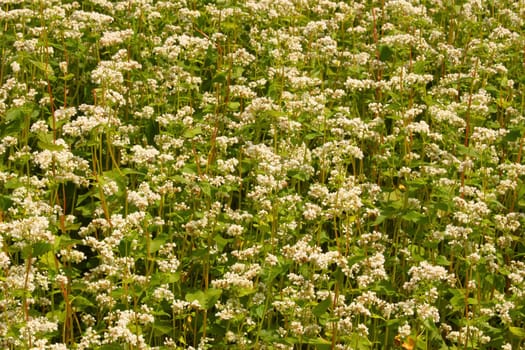 A lot of buckwheat plants in the intensive blossoms period