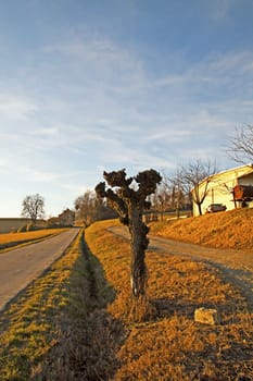 Dried tree alongside of a road, at the sunset