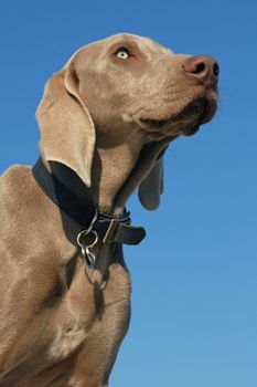 portrait of a young Weimaraner on a blue sky