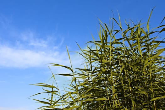 Green plants reed against the blue sky