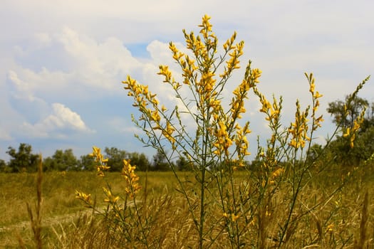 Desert herbaceous plant with bright yellow flowers in summer