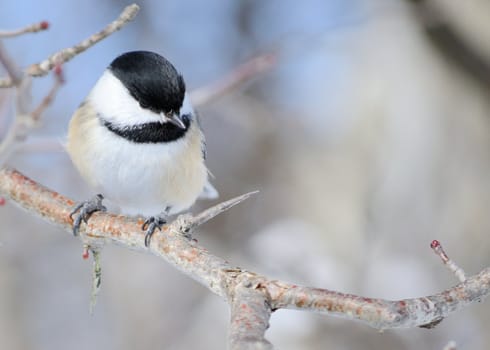 A black-capped chickadee perched on a tree branch.