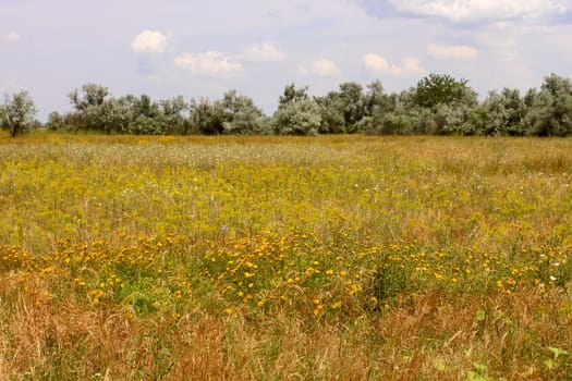 Flowering various summer wildflowers in the desert