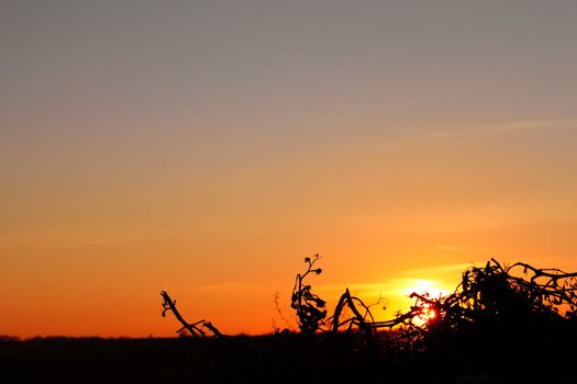 Colored glow in the sky at sunset. Sun rays shine through the silhouettes of dry plant