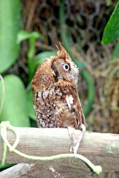 An owl sitting on a branch looking around