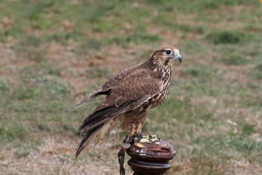 A kestral at a country show in the UK.