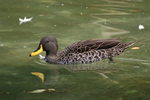 A Duck Swimming in the Water with reflection