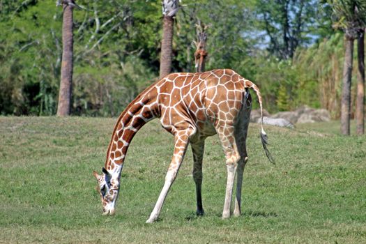 A Giraffe eating the grass in a safari park