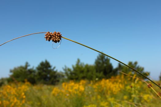 Sloping twig herbaceous plant with seeds on the background of sky and trees