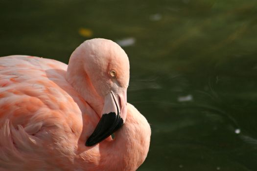 A Pink Flamingo in front of water