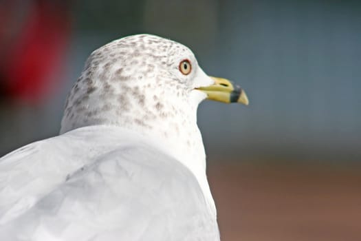 A Seagull gazing into the distance