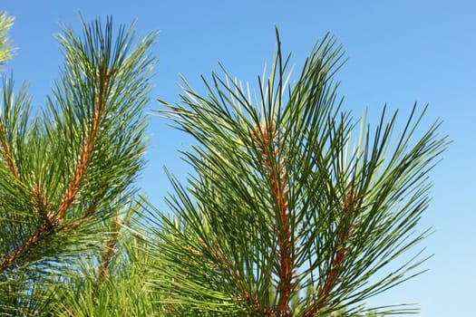 The young shoots of pine trees in summer 