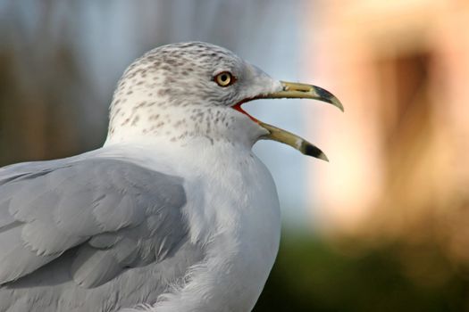 A Seagull looking into the distance with beak open