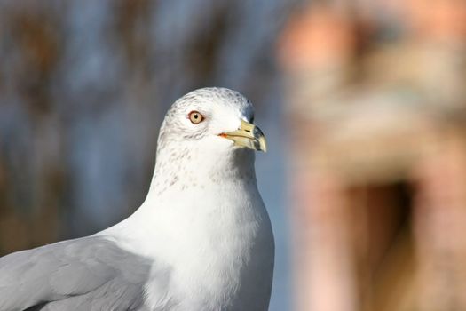 A Seagull gazing into the distance