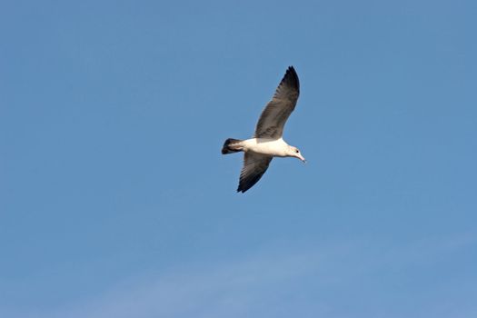 A Seagull flying in the blue sky