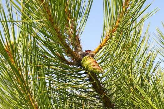 The young shoots of pine trees in summer 