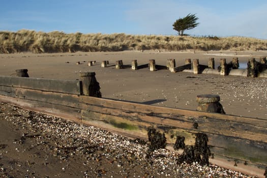 A wooden sand barrier and pipeline on a sand beach with shells backed by a sand dune and tree.