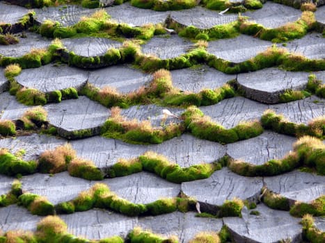 Background of the moss in wooden roof